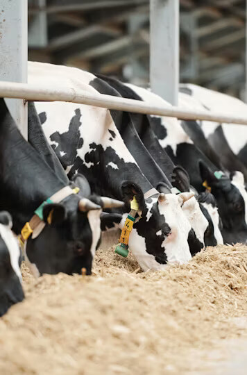 Silage