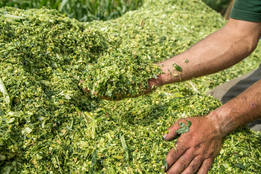 Corn Silage