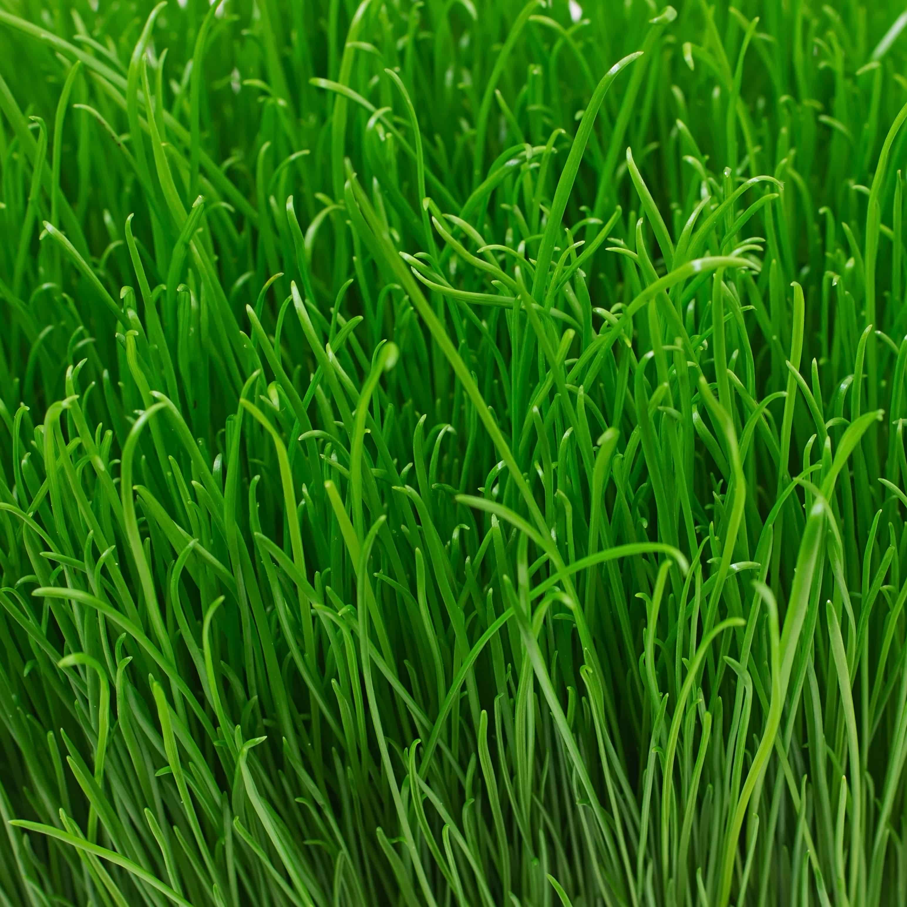 Green Fodder