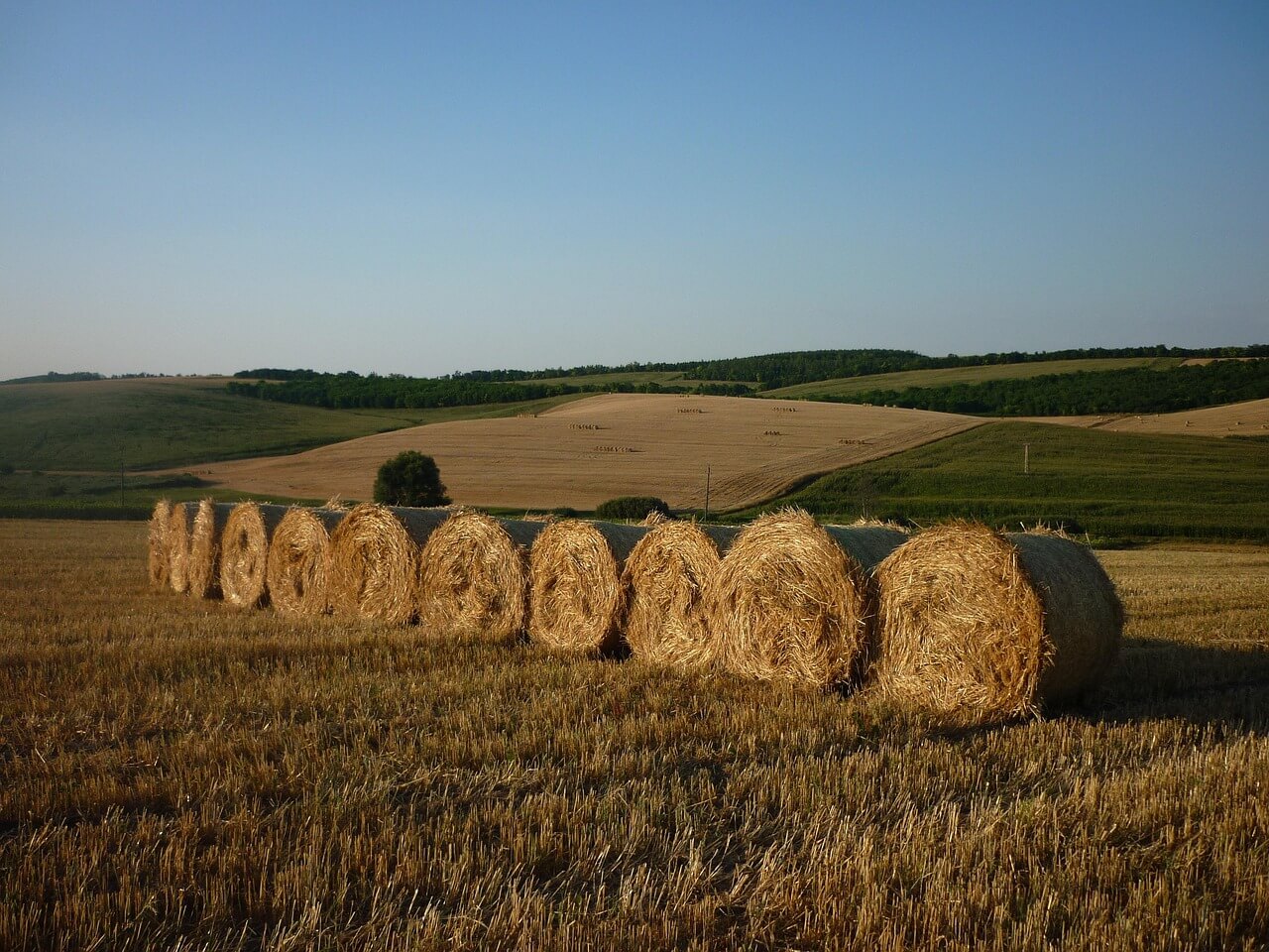 Wheat Straw